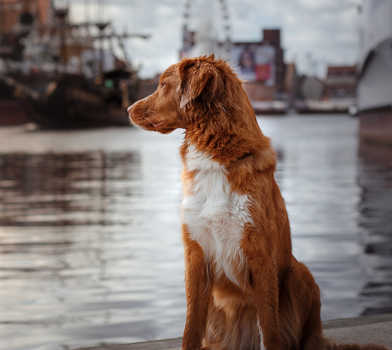 dog