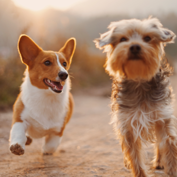 dog