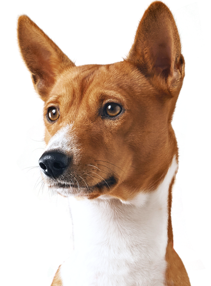 Dog photo